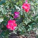 Rose Buck Photo 19