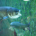 Richard Carp Photo 14