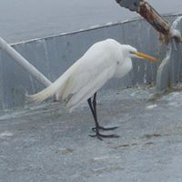 Debra Shrader Photo 8
