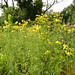 Jeri Flowers Photo 5