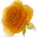 Joy Rose Photo 11