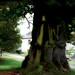 Galen Root Photo 6