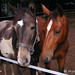 Michael Samber Photo 5
