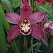 Dorothy Rowe Photo 16