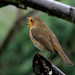 Robin Rains Photo 10
