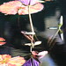 Nancy Fairchild Photo 33