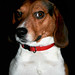 Larry Little Photo 29