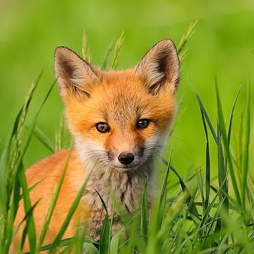 Ruby Fox Photo 4
