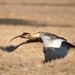 Mark Grise Photo 12