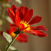 Sandra Flowers Photo 17