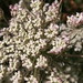 Anne Sommers Photo 25