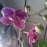 Trena Morse Photo 2