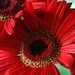 Deborah Gerber Photo 18