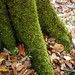 Deborah Ivy Photo 11
