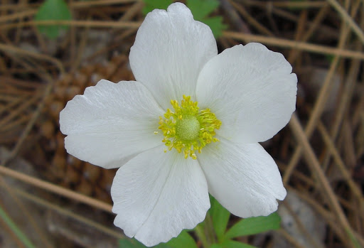 Debra Bentley Photo 33