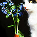 Virginia Schuler Photo 11
