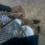 Renee Jackson Photo 19