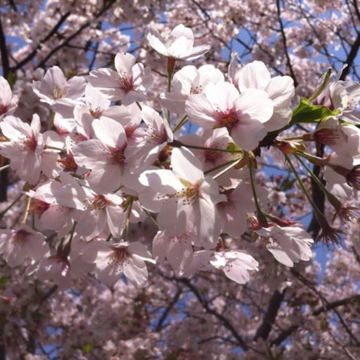 David Lin Photo 33