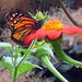 Frederick Flowers Photo 10