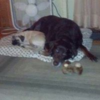 Linda Shepherd Photo 20