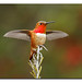 Allen Bird Photo 12