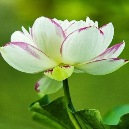 Ling Ding Photo 4