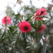 Clayton Flowers Photo 10