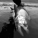 Jay Nicholas Photo 21