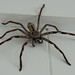 David Huntsman Photo 17