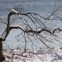Susan Hamel Photo 39