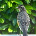 Robin Younger Photo 18