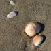 Timothy Shell Photo 12