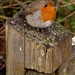Robin Post Photo 28