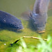 Stephen Carp Photo 9