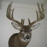 Steve Flanagan Photo 12