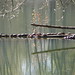 Rob Robbins Photo 27