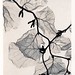 Judith Mcmillan Photo 19