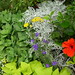 Dusty Miller Photo 50