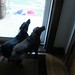 Frank Allen Photo 16
