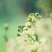 Tinh Ho Photo 31
