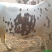Muhammad Sheikh Photo 24