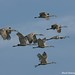 David Crane Photo 63