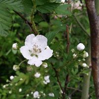 Julie Fitzgerald Photo 46