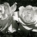 Eleanor White Photo 14