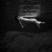 Toni White Photo 9