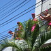 Cynthia Howlett Photo 10