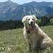 David Orvis Photo 13