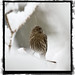 Bruce Finch Photo 11