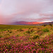 Don Paulson Photo 23
