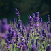 Heather Drummond Photo 24